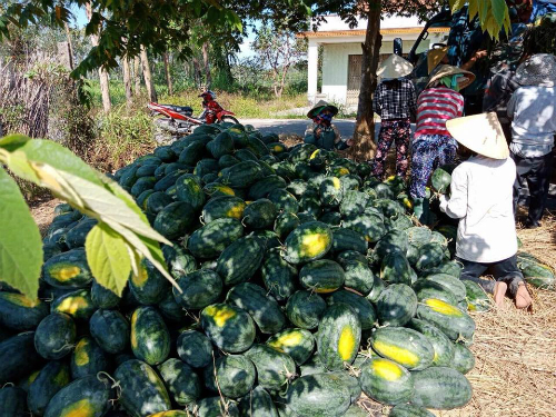 ‘Giải cứu’ bí đỏ, dưa hấu giá bèo chưa đến 2.000 đồng 1 kg!