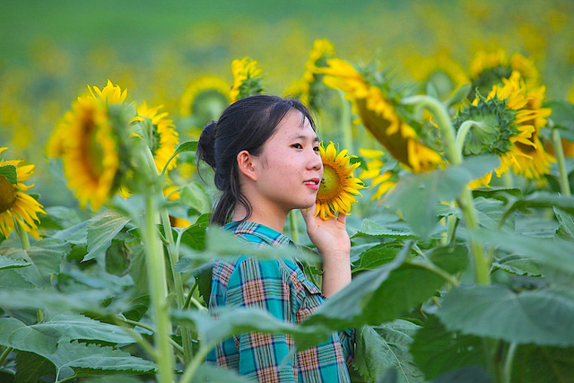 Hút hồn cánh đồng hoa hướng dương trái mùa ở miền Tây xứ Nghệ - Hình 7