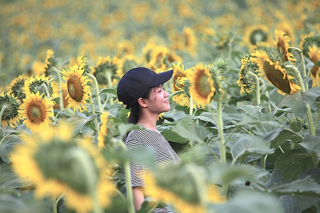 Hút hồn cánh đồng hoa hướng dương trái mùa ở miền Tây xứ Nghệ