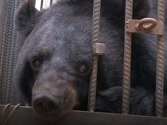 Giật mình khi chó ngao Tây Tạng đang nuôi tự nhiên biến thành gấu đen - Hình 1