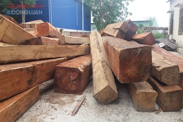 Gia Lai: Tàng trữ hàng chục khối gỗ lậu, giám đốc doanh nghiệp bị bắt khẩn cấp - Hình 1