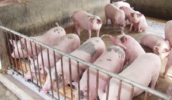 Giá lợn hơi tiếp tục tăng cao, Cục chăn nuôi ra khuyến cáo - Hình 1
