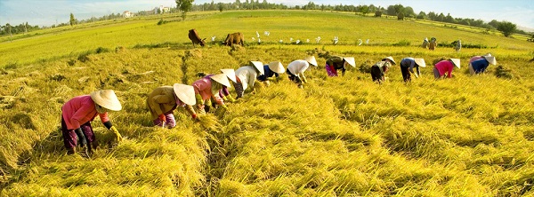 Chênh lệch kết quả xây dựng nông thôn mới còn lớn