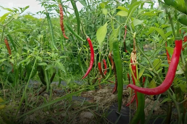 Bị DN lật kèo, hàng tấn ớt của nông dân có nguy cơ bị hỏng ngoài đồng - Hình 1