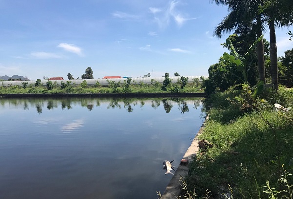 Thanh Hóa: Kết quả kiểm tra việc sử dụng đất trang trại tổng hợp cá – lúa tại xã Quảng Thịnh - Hình 1