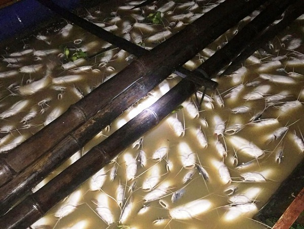 Hàng trăm tấn cá chết bất thường trên sông La Ngà - Hình 1