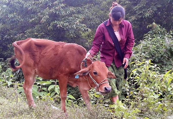 Cần làm rõ việc "Bê dự án" mang dịch bệnh lạ về làng?
