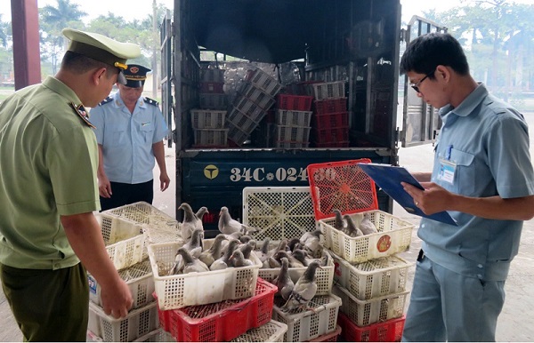 Phát hiện 1.126 con chim bồ câu nguồn gốc Trung Quốc được ‘tuồn’ vào Việt Nam - Hình 1