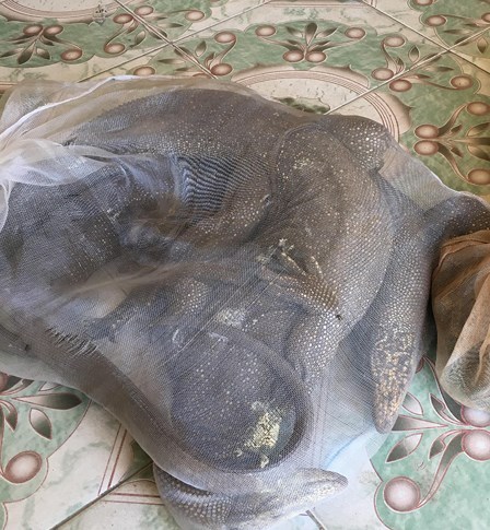 Nghệ An: Thu giữ 3 cá thể kỳ đà quý hiếm trên xe khách