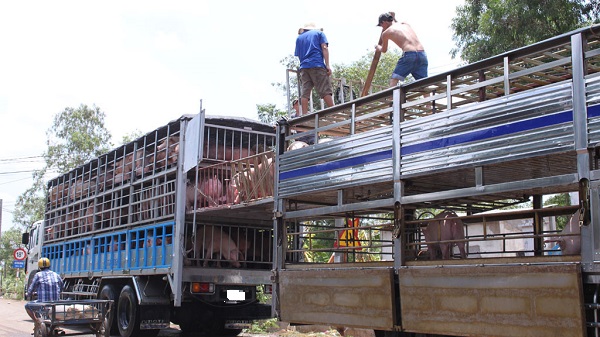 Hà Giang: Thu giữ và tiêu hủy hơn 3 tấn lợn nhập lậu - Hình 1