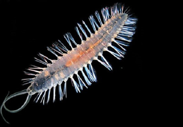 Sâu biển ở Vũng Tàu khiến khách du lịch kinh hãi