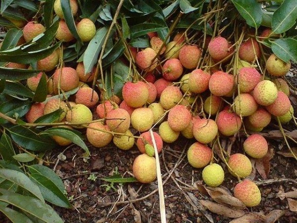 Hải Dương: Tổ chức Lễ hội vải thiều Thanh Hà