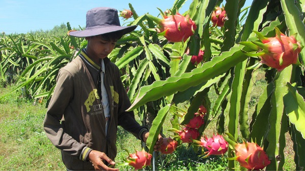 Ủy ban Châu Âu (EC) sẽ tăng cường kiểm tra chất lượng thanh long Việt Nam