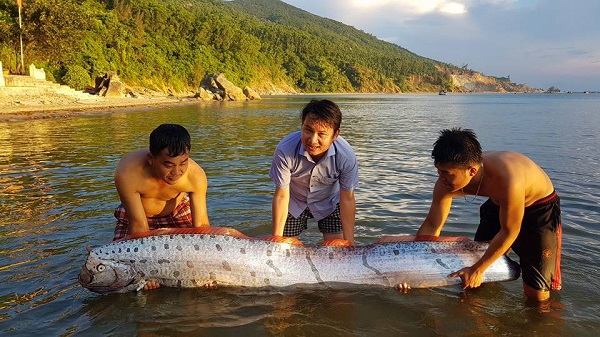 Xuất hiện cá hố dài 4m chết dạt vào bờ biển Hà Tĩnh - Hình 2