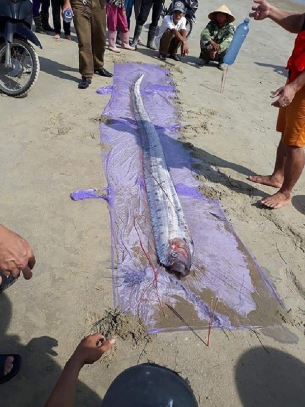 Xuất hiện cá hố dài 4m chết dạt vào bờ biển Hà Tĩnh - Hình 1