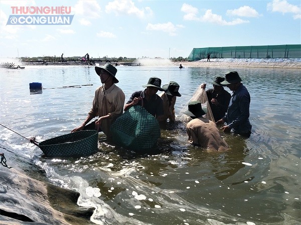 Giá tôm khởi sắc trở trong thời gian tới! - Hình 3