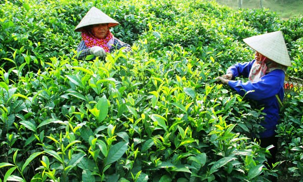 Yên Bái: Sản lượng chè giảm mạnh so với cùng kỳ