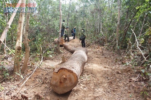 Tăng cường phối hợp quản lý, bảo vệ rừng vùng giáp ranh Gia Lai và Kon Tum - Hình 2