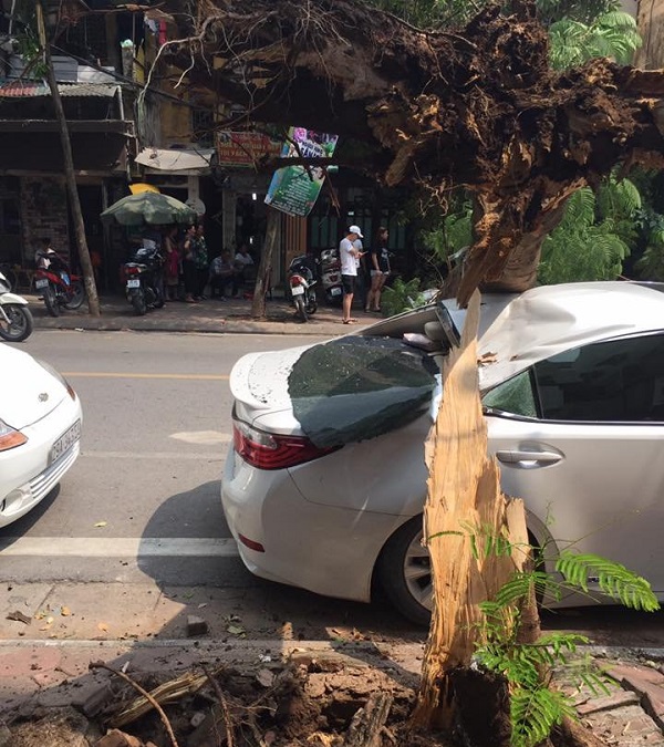 Hà Nội: Cây Phượng lớn bất ngờ đổ đè nát xế hộp đắt tiền