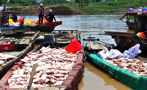 Lãnh đạo tỉnh Đồng Nai: Hơn 1.500 tấn cá bè chết trên sông La Ngà do thiên tai - Hình 1