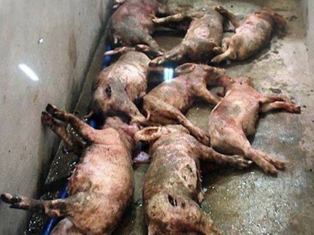 Hà Tĩnh: Kẻ xấu đột nhập, đâm chết 12 con heo trong trang trại - Hình 1