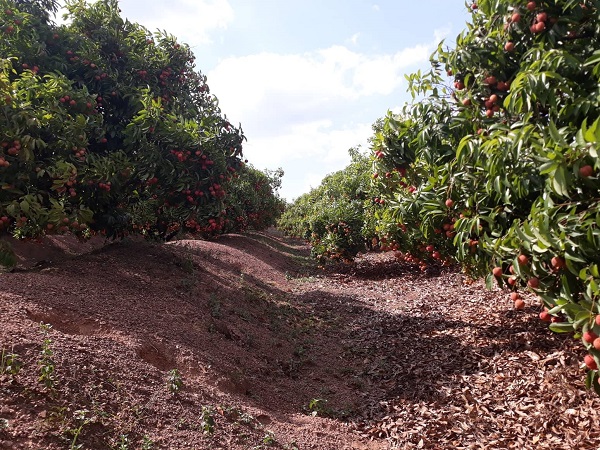 Bắc Giang: Mùa vải thiều chuẩn bị vào chính vụ, xuất khẩu tăng