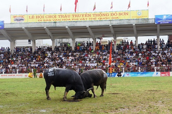 Không bán vé thu tiền vào Lễ hội Chọi trâu Đồ Sơn