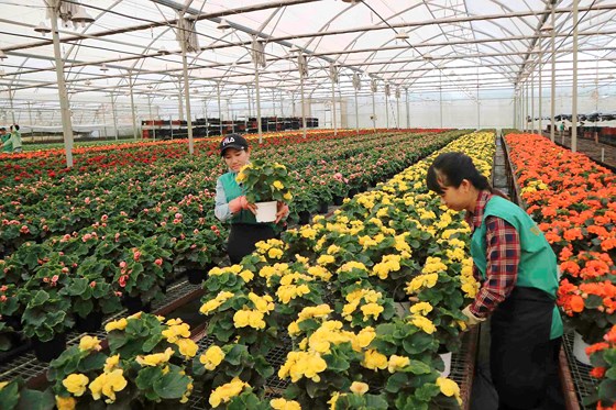 Hà Lan hỗ trợ Lâm Đồng phát triển nông nghiệp bền vững - Hình 1