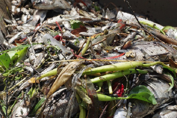 Sông Phú Lộc, Đà Nẵng: Cá chết hàng loạt bốc mùi hôi thối - Hình 1