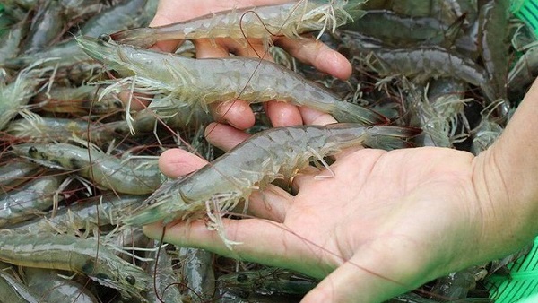 Cách nhận biết tôm bơm tạp chất