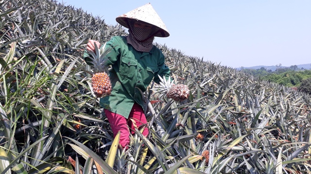 Thanh Hóa: Dứa rớt giá thê thảm, nông dân đành bỏ mặc đến thối rữa