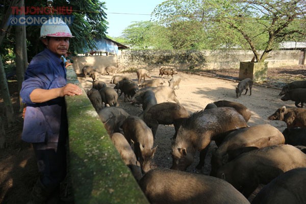 Hà Nội có 4.000 trang trại qui mô lớn, 5.000ha rau an toàn - Hình 2