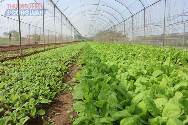 Hà Nội có 4.000 trang trại qui mô lớn, 5.000ha rau an toàn - Hình 1