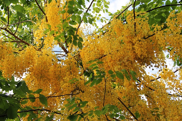 Hoàng Yến về, nhuộm rực hè Hà Nội - Hình 9