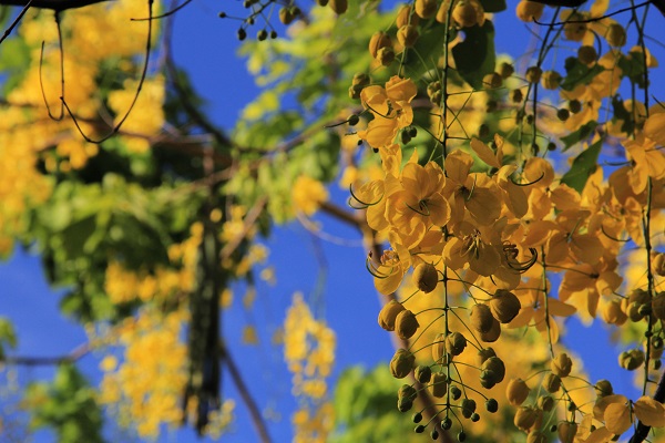 Hoàng Yến về, nhuộm rực hè Hà Nội - Hình 9