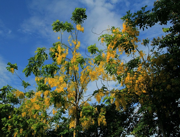 Hoàng Yến về, nhuộm rực hè Hà Nội - Hình 9