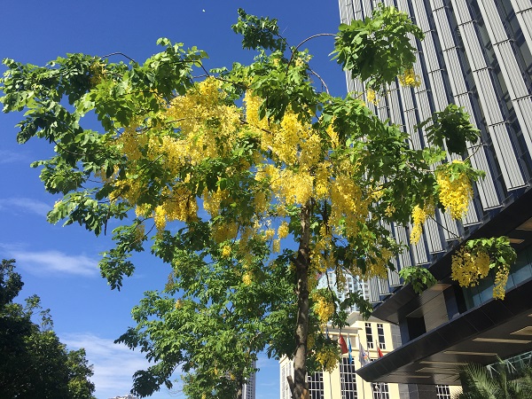 Hoàng Yến về, nhuộm rực hè Hà Nội - Hình 6