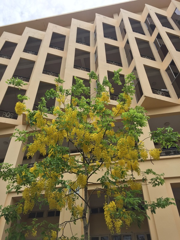 Hoàng Yến về, nhuộm rực hè Hà Nội - Hình 5