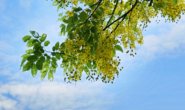 Hoàng Yến về, nhuộm rực hè Hà Nội - Hình 4