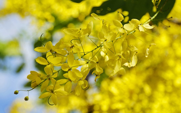 Hoàng Yến về, nhuộm rực hè Hà Nội - Hình 3