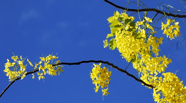 Hoàng Yến về, nhuộm rực hè Hà Nội - Hình 1