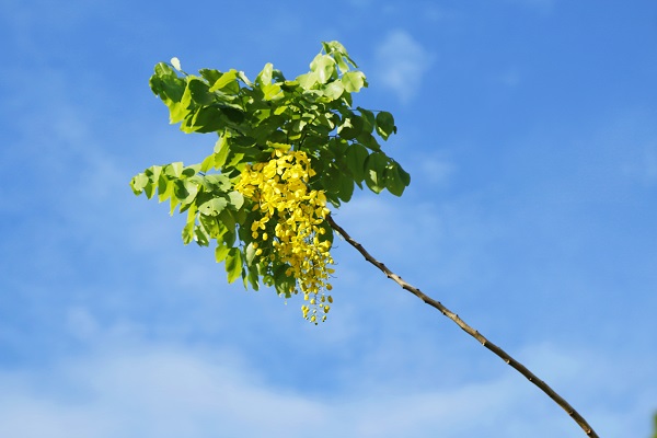 Hoàng Yến về, nhuộm rực hè Hà Nội - Hình 2