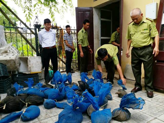 Thanh Hóa: Bắt giữ hơn 3 tạ tê tê sống đang trên đường tiêu thụ