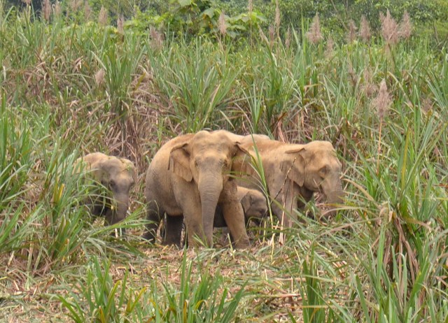 Nghệ An: Đánh giá giữa kỳ dự án khẩn cấp bảo tồn voi