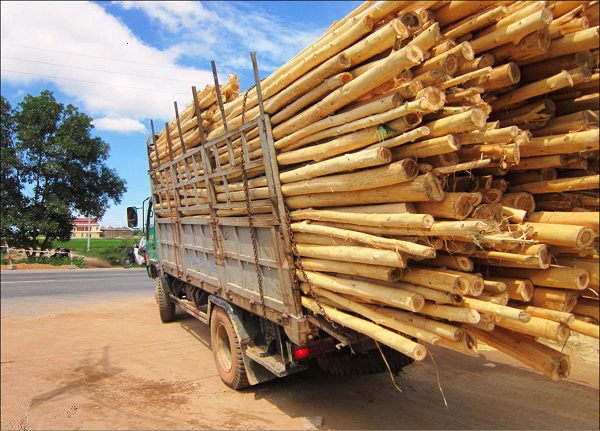 Huế: Phát hiện, xử lý hơn 30 trường hợp xe chở gỗ keo, tràm vi phạm luật giao thông