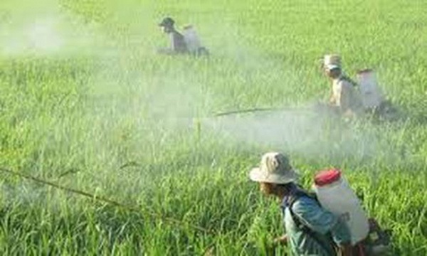 Giá trị nhập khẩu thuốc trừ sâu của Việt Nam tăng mạnh trong tháng 5 - Hình 1