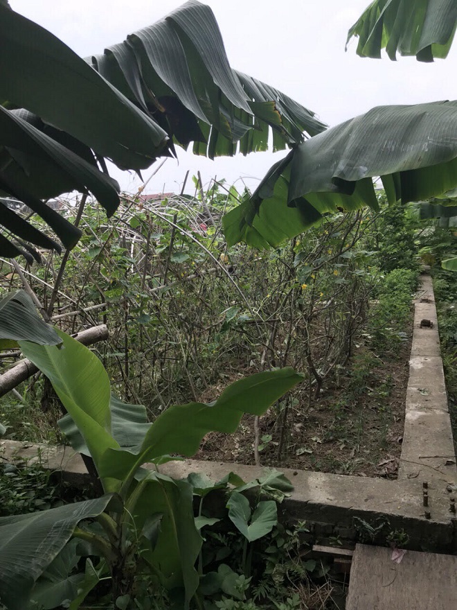 Hải Dương: Đất “vàng” bị bỏ hoang?