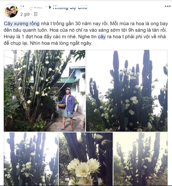 Xương rồng 30 năm tuổi nở hoa trắng xóa siêu đẹp khiến CĐM “say mê”