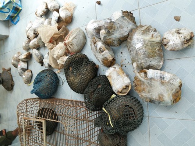 Hà Tĩnh: Hàng chục cá thể động vật quý hiếm 'vượt biên'