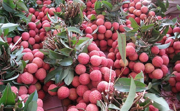 Vải thiều Bắc Giang đã được xuất khẩu sang 30 nước với 87.000 tấn tiêu thụ